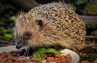 Bild "Links:Igel.jpg"