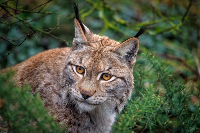 Bild "Links:Luchs.jpg"