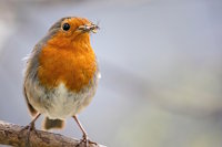 Bild "Links:Rotkehlchen.jpg"