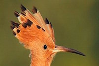 Bild "Links:Wiedehopf.jpg"